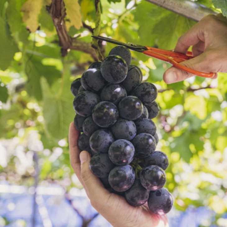 【新鮮・産直】和歌山県産紀の川のカット巨峰約800g｜ぶど