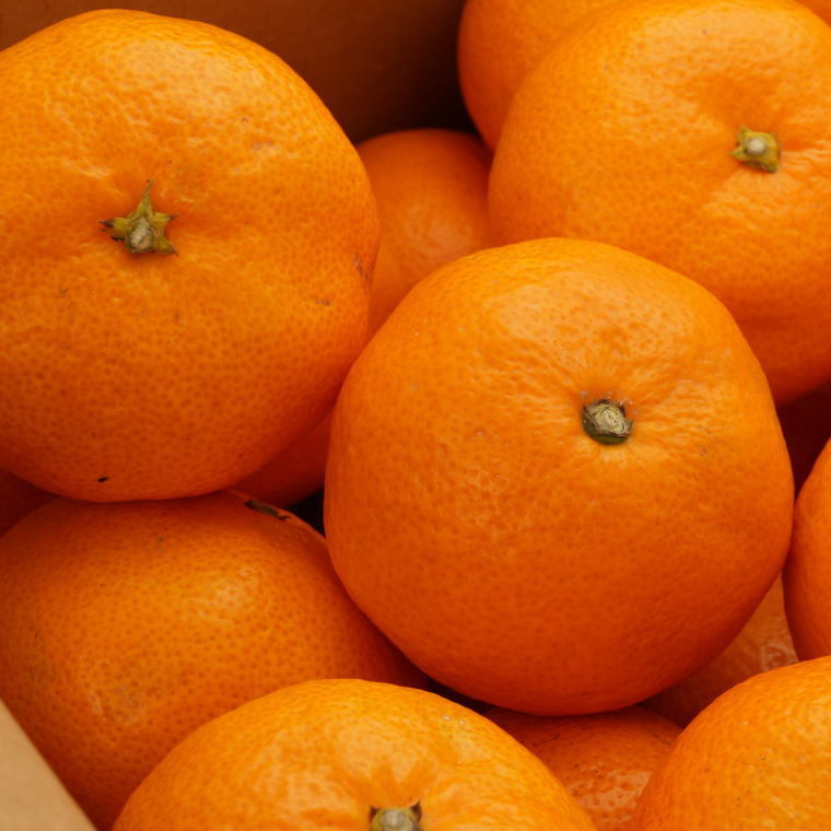 [秀品]和歌山有田みかん約3kg(S～Lサイズ混合)ふるさと納税 