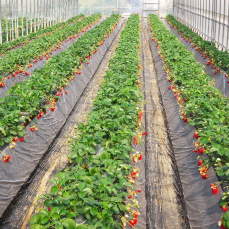 【3月発送】和歌山県産ブランドいちご「まりひめ」約300g×4