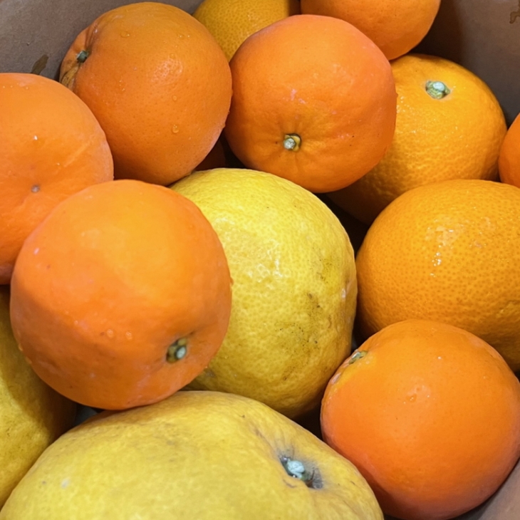 【先行予約】旬の柑橘詰め合わせセット（ご家庭用）約8kg 