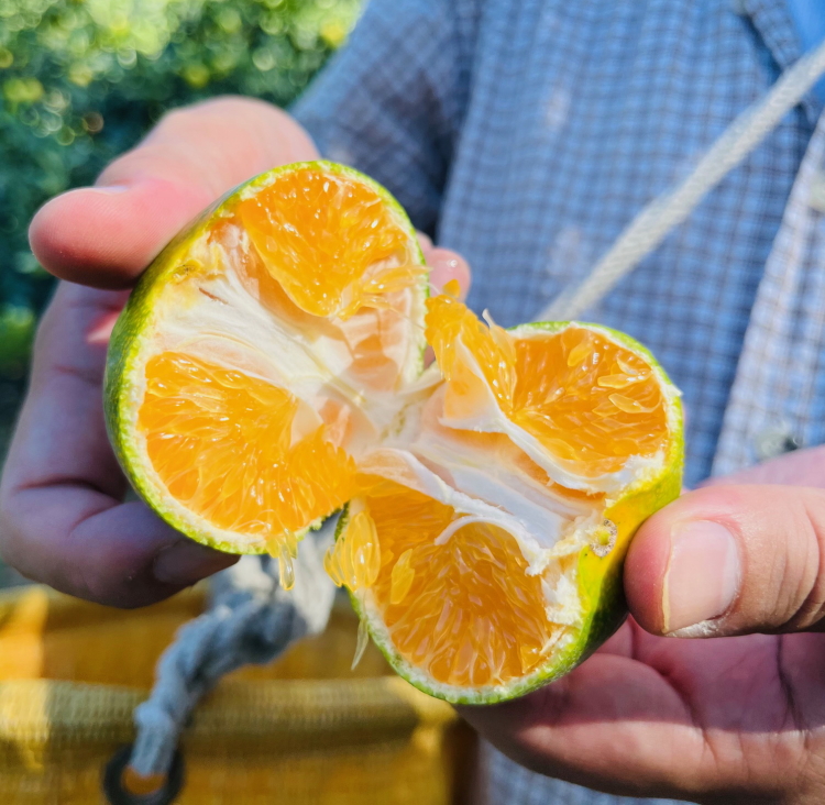 【先行予約】【初秋の美味】有田育ちのご家庭用訳あり濃