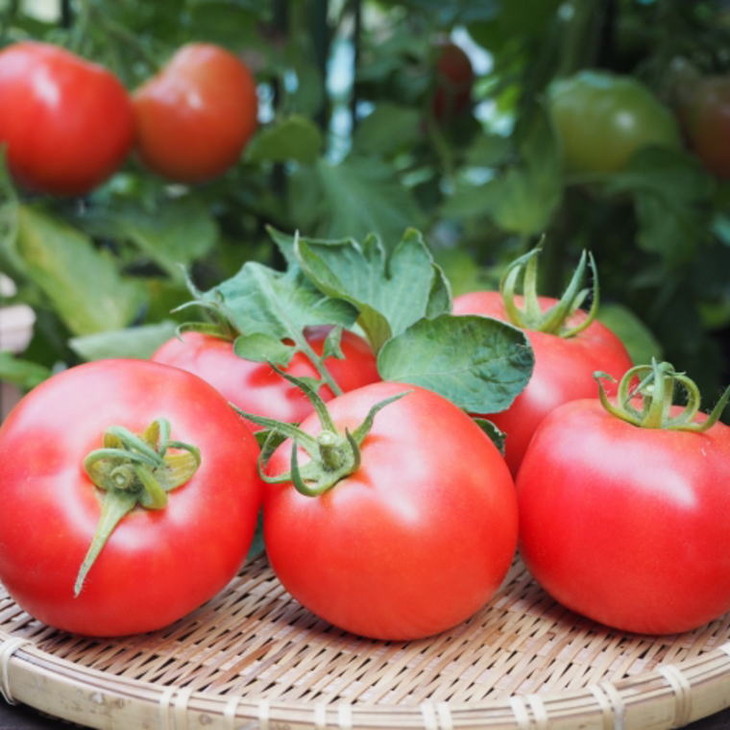 【新鮮】和歌山県産桃太郎トマト約4kg（L～2Lサイズおまか