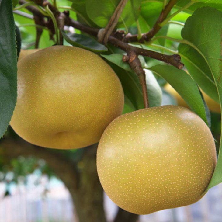 【数量限定】和歌山県産の梨 約2kg（品種おまかせ）