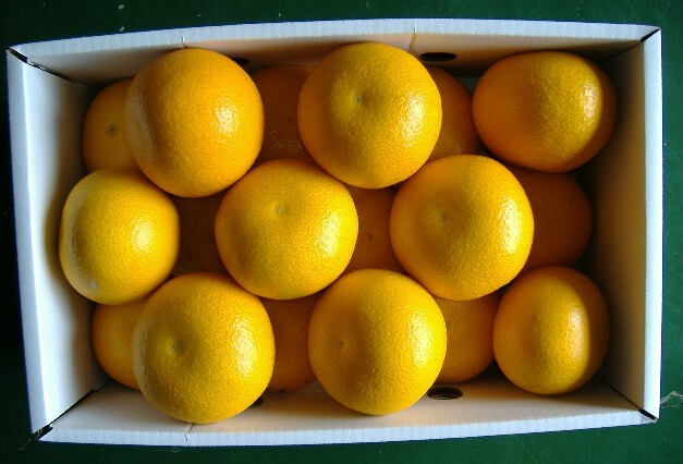 紀州由良町産はっさく（Lまたは2Lサイズ） 約5kg 
※着日指