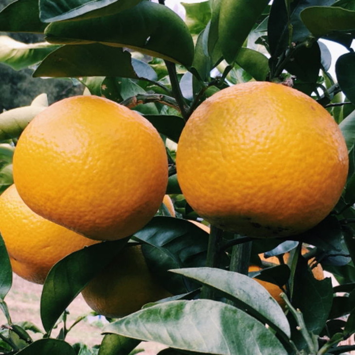 【手選果】有田産の八朔10kg（Lまたは2Lサイズいずれかお届