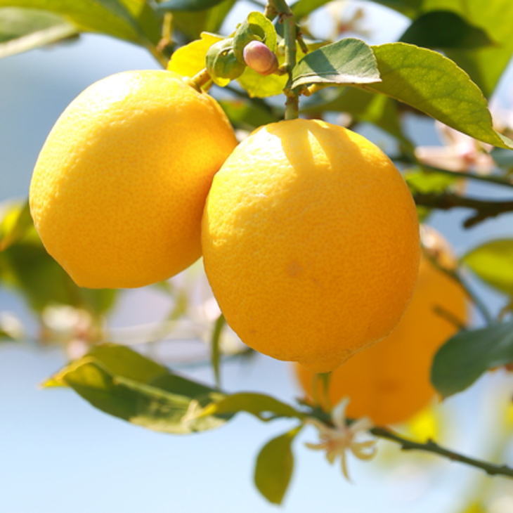 ＊11月発送＊【手選別・産直】紀の川産の安心国産レモン約