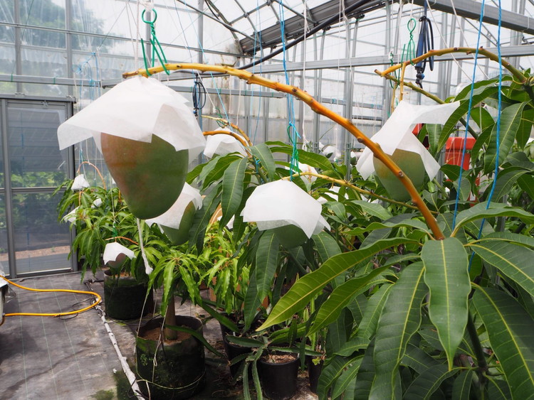 紀州美浜みさきマンゴー3玉（1.6～1.7kg）
※着日指定不可
