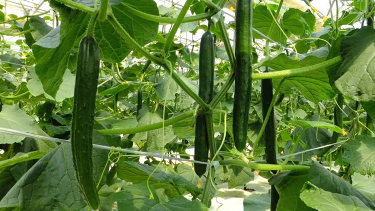 【煙樹の松野菜ブランド】
松とまと（アイコ）松きゅうり