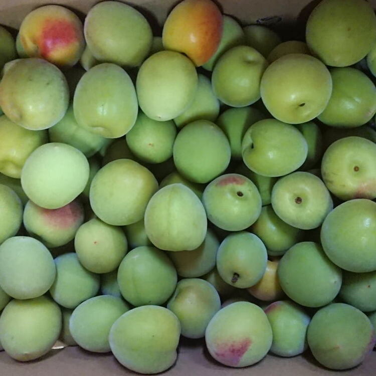 【和歌山名産】南高梅約3kg(サイズ混合) ※2026年6月上旬～6