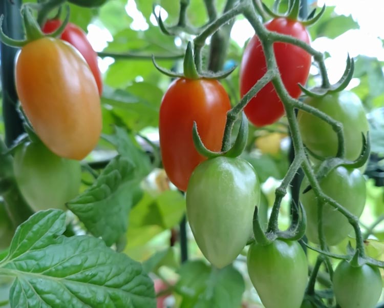 ミニトマトアイコ(松トマト）約2kg（S・M・Lサイズおまかせ