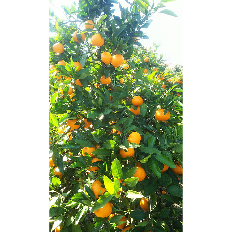 完熟木なりハッサクみかんご家庭用　5kg箱入 | はっさく み