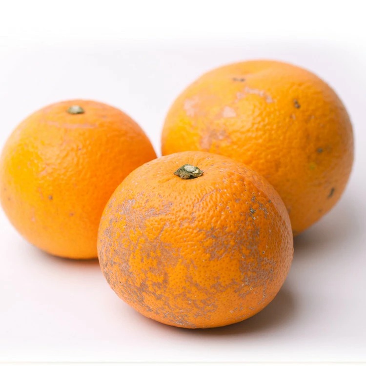 ＜1月より発送＞家庭用 はっさく2.5kg+250g（傷み補償分） ｜ 