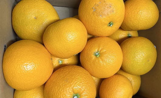 【希少品】和歌山県産紅八朔約5kg（サイズ混合） ※2026年1