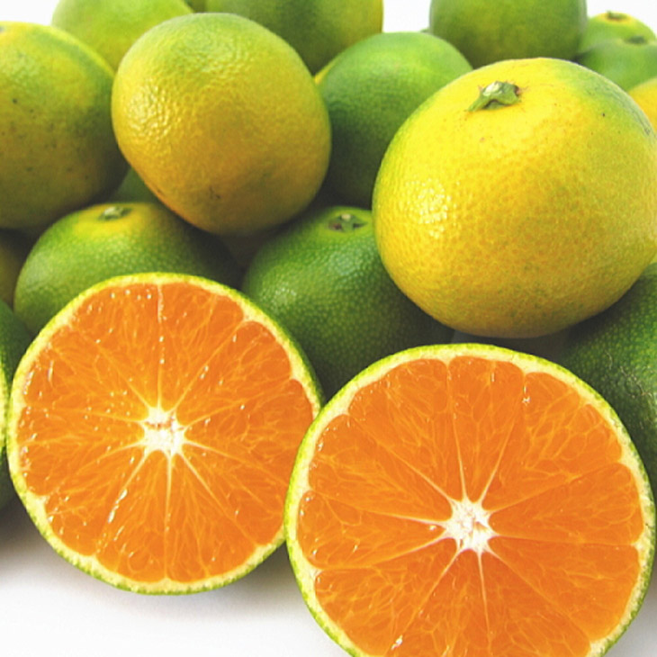 【先行予約】特撰 ゆら早生有田みかん 1.2kg(1kg+200g(傷み補償