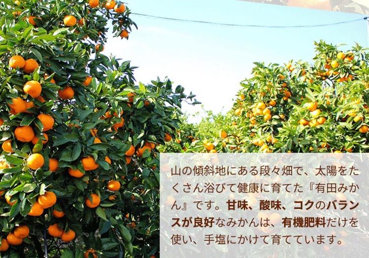 ＼光センサー選別／こだわりの完熟有田みかん 5kg＋150g(傷