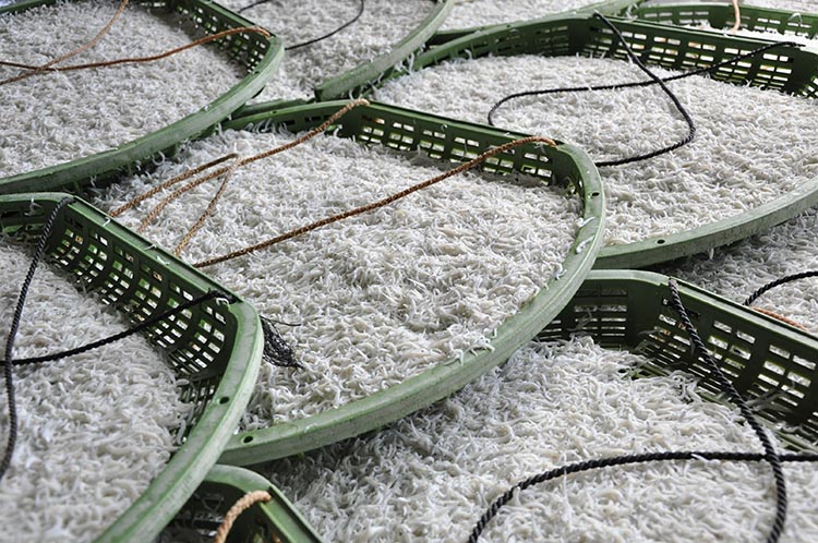 ふるさと特鮮釜揚げしらす 250g×2セット【家庭用パック】｜