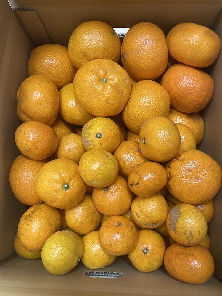 ちっちゃな 有田みかん こつぶみかん 5kg （3S～Sサイズ混合