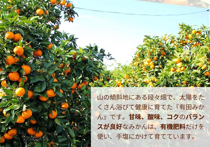 ＼光センサー選別／極 有田みかんプレミアム 約2kg【光セン