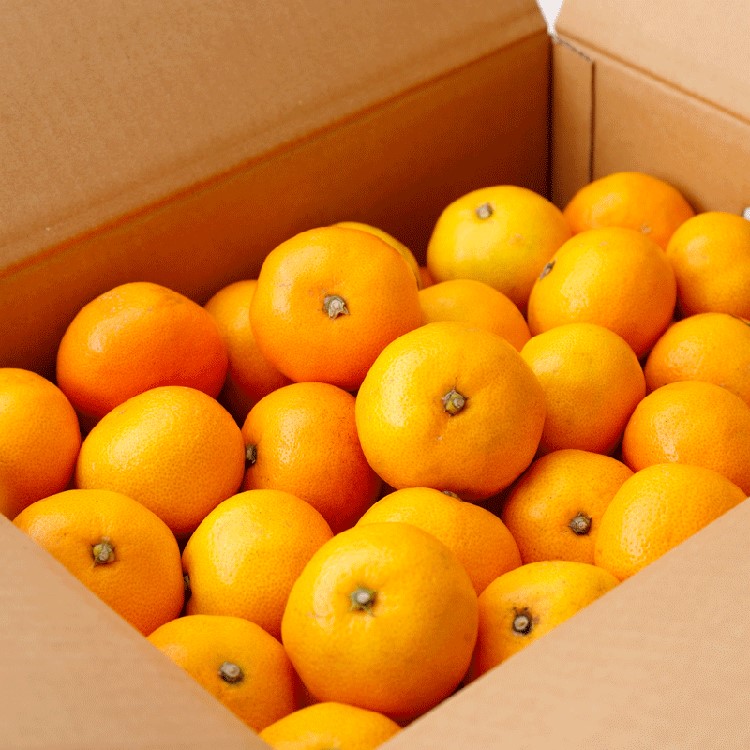 ＼光センサー選別／極 有田みかんプレミアム 10kg【光セン