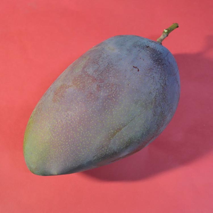 【希少マンゴー】濃厚 玉文 マンゴー 約1kg(1～3玉) ｜ 先行