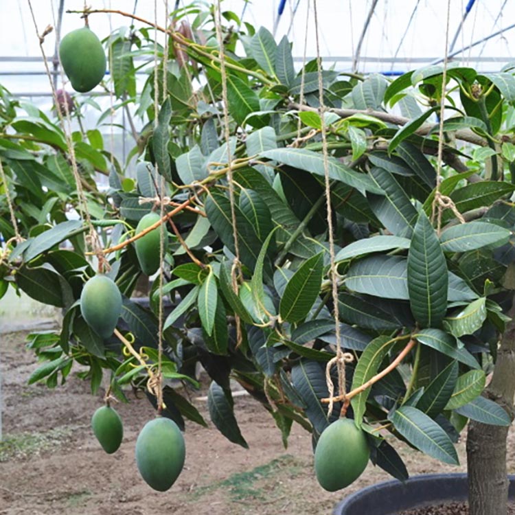 【希少マンゴー】濃厚キーツマンゴー　約1kg(1～3玉)  ｜ 先