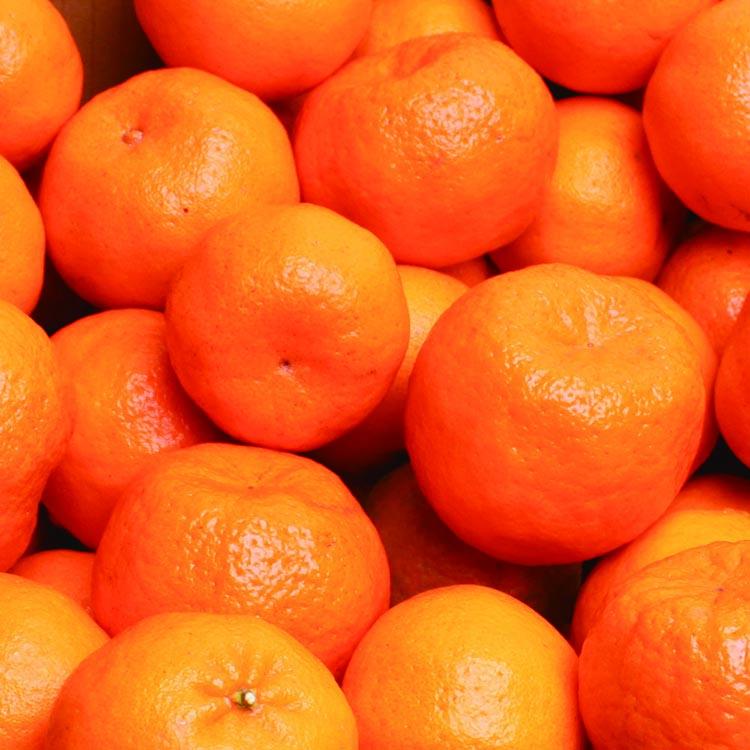 ＜1月より発送＞厳選 ポンカン1kg+250g（傷み補償分） ※北海