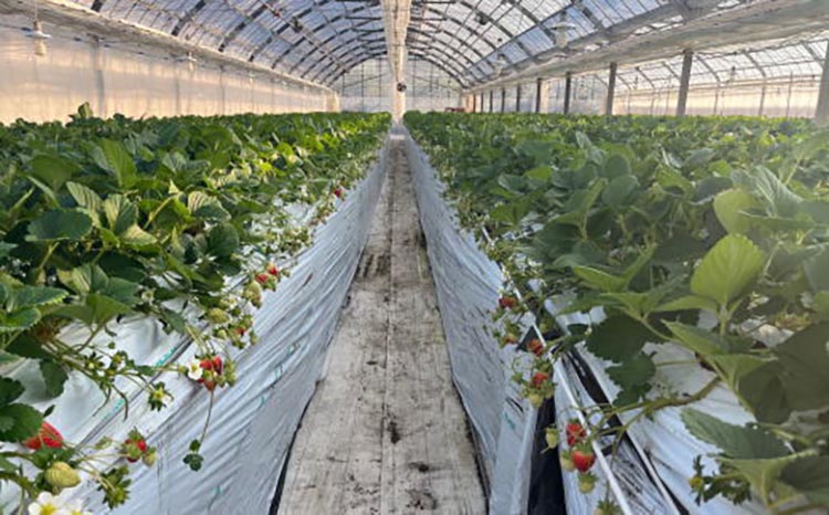 【4月発送】和歌山県産ブランドいちご「まりひめ」約300g×2