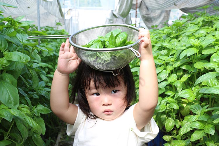 農家だからできる濃厚『無添加 バジルソース』パック入り4