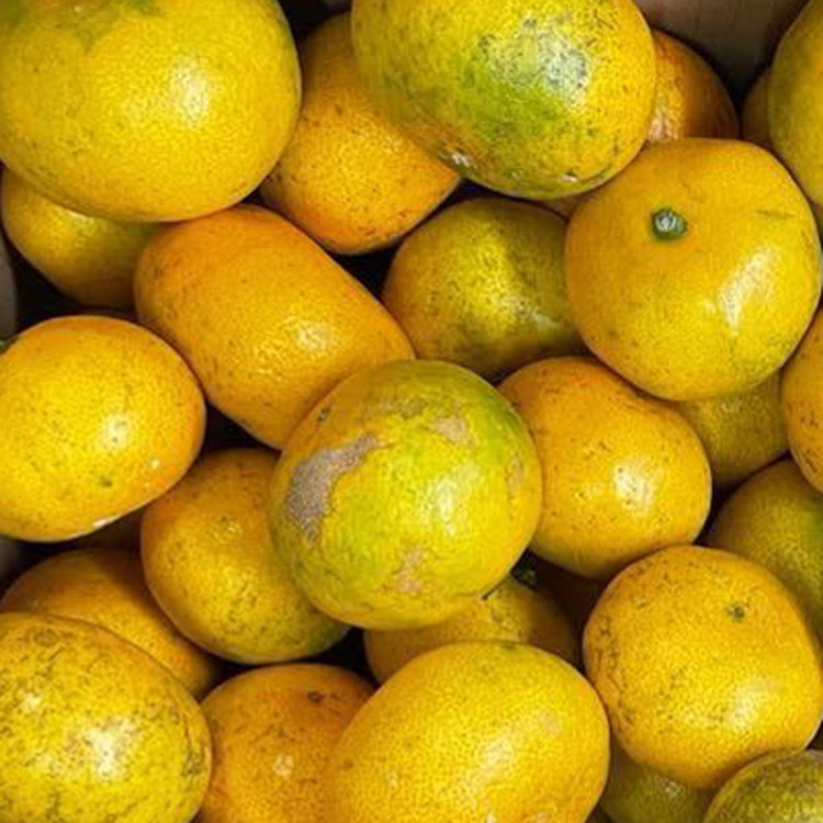 【先行受付】【訳あり】有田みかん 5kg ｜ 農家直送 訳あり 