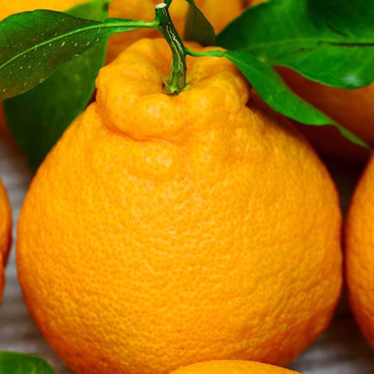 不知火（しらぬい） オレンジ みかん 家庭用 2kg ｜ 訳あり 