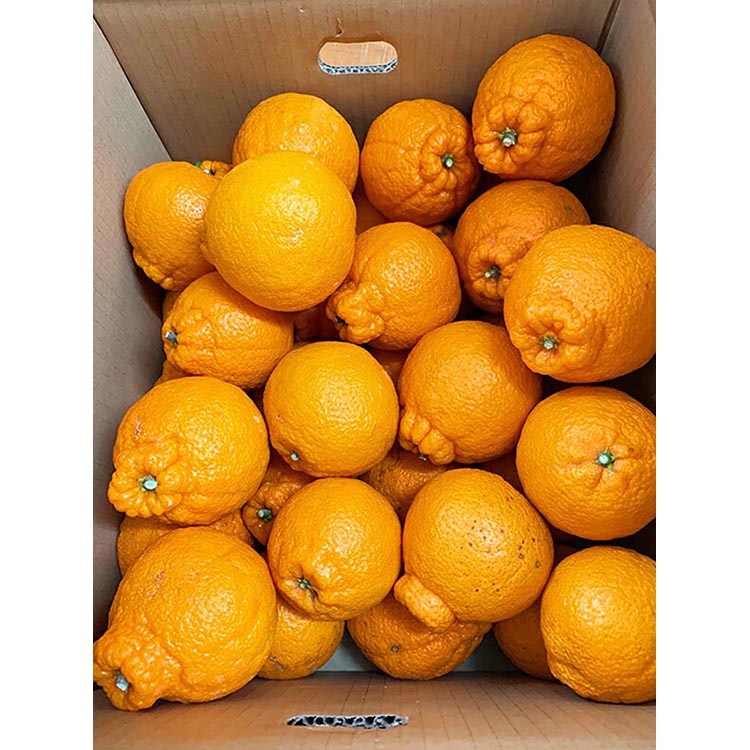 【ご家庭用訳有り】紀州有田産不知火(しらぬひ)約6kg ※2026