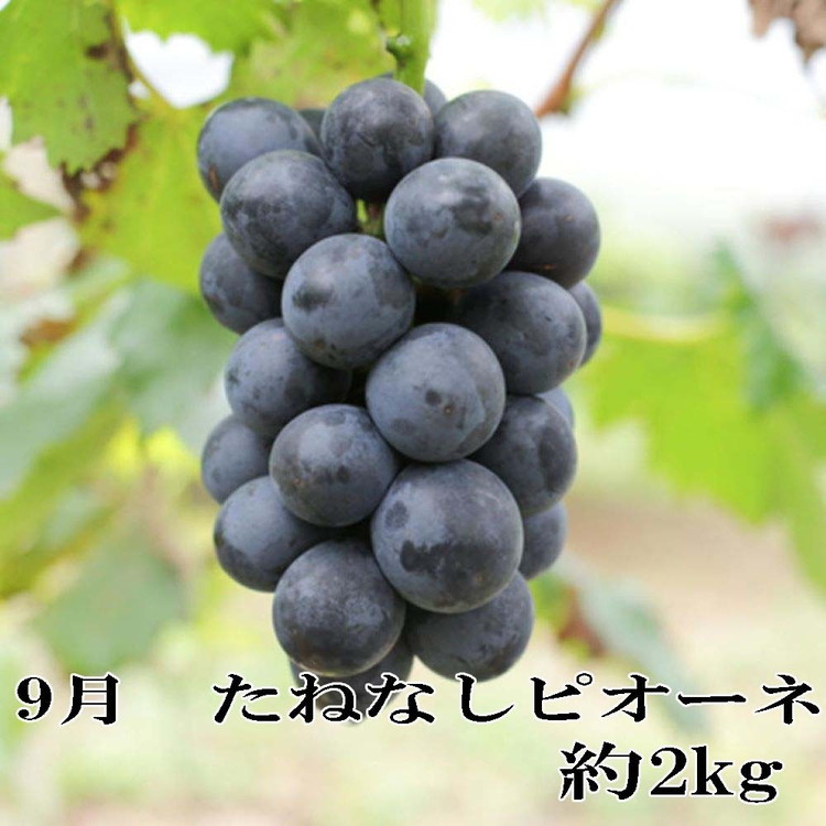 〈定期便〉【7・9・11月 全3回】産直・和歌山フルーツ（桃