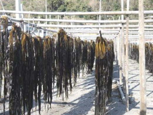 紀州衣奈産乾燥わかめ　150g×2パック(2026年産)◇ 