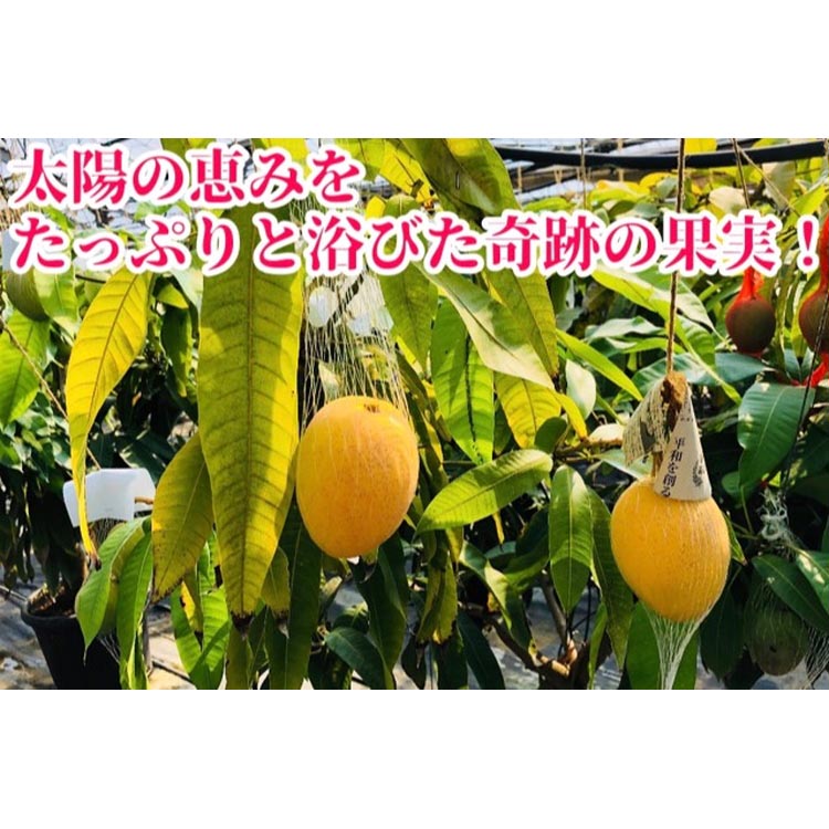 ◆先行予約◆和歌山県産　紀州完熟マンゴー『吉玉』2玉入