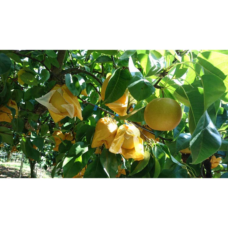 ◆先行予約◆和歌山県産 旬の梨 約4kg ※2025年8月中旬～9月