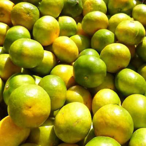 【先行予約】こだわりの極早生みかん 約2kg 農家直送 有機