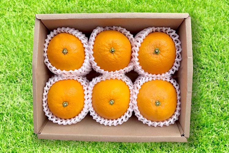 和歌山県産 八朔 4kg 秀品 ※2026年1月上旬～3月下旬頃に順次