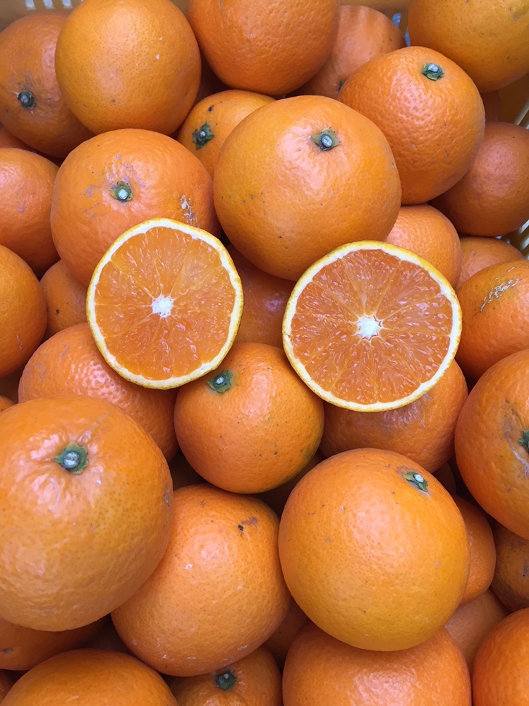 【まごころ手選別】和歌山産　有田の清見　化粧箱 2Lサイ