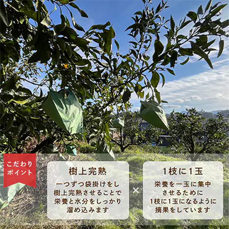 先行受付　不知火　希少な樹上完熟!　秀品大玉　6個入 ※20