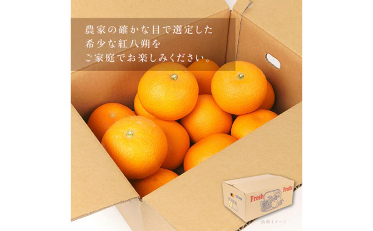 先行予約!紅はっさく 約5kg/12～18個入り(L～2Lサイズ)こだわ