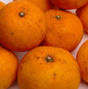 ＜4月より発送＞家庭用 甘夏柑7.5kg+250g（傷み補償分）◇【