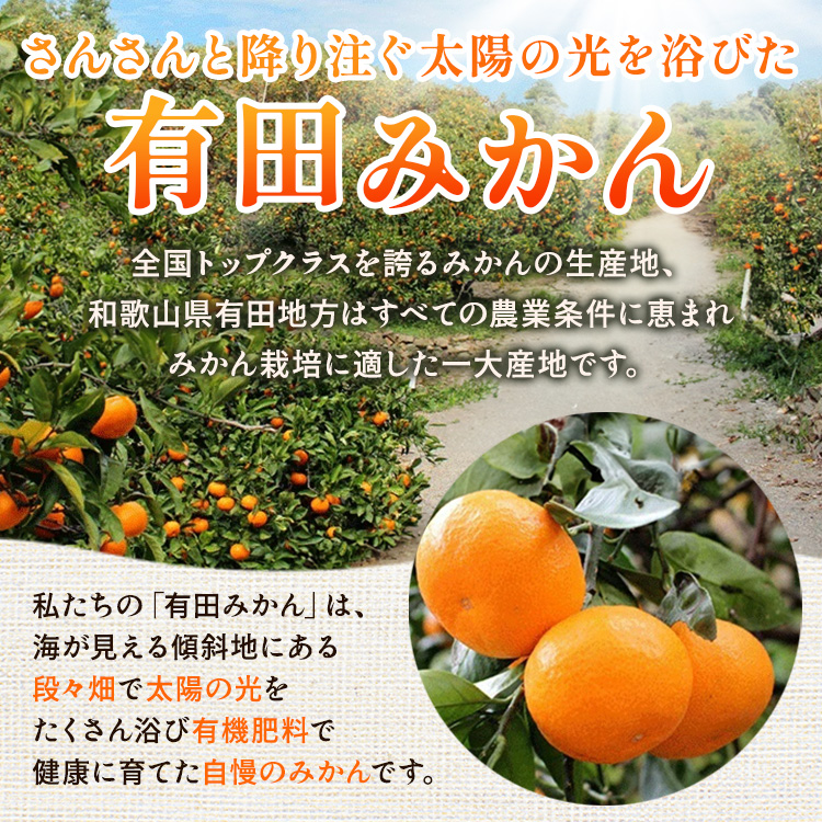 〈定期便〉【10・11・12月 全3回】極プレミアム 有田みかん