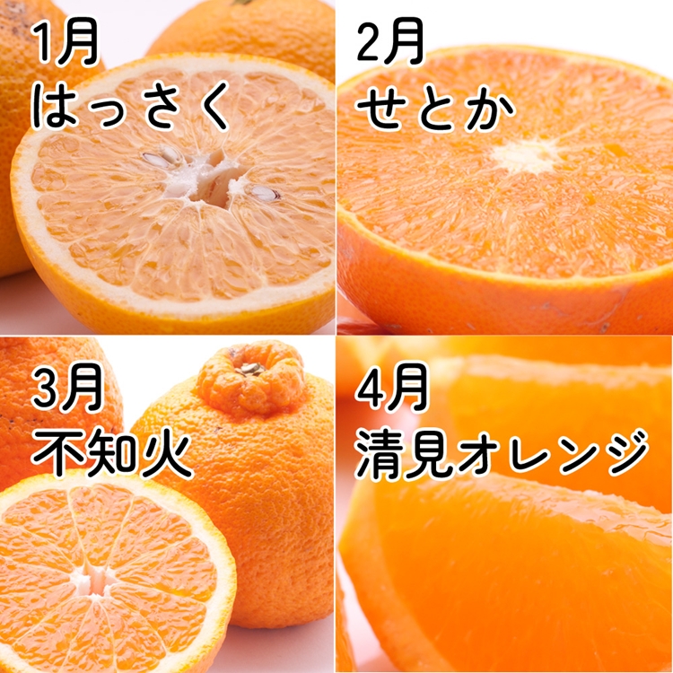 【定期便】厳選 柑橘定期便 S 12回（毎月）※北海道・沖縄