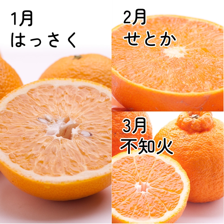 【定期便】家庭用 柑橘定期便 S 3回（1～3月）※北海道・沖