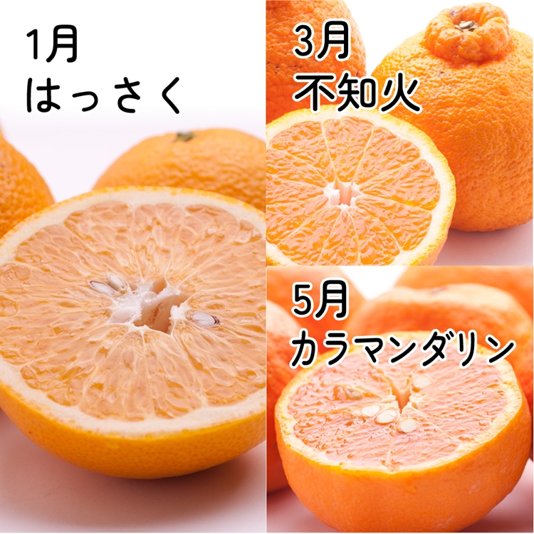 【定期便】厳選 柑橘定期便 M 6回（奇数月）※北海道・沖縄