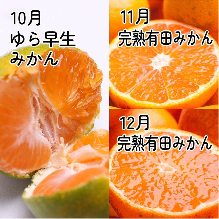 【定期便】家庭用 柑橘定期便 M 3回（10～12月）※北海道・