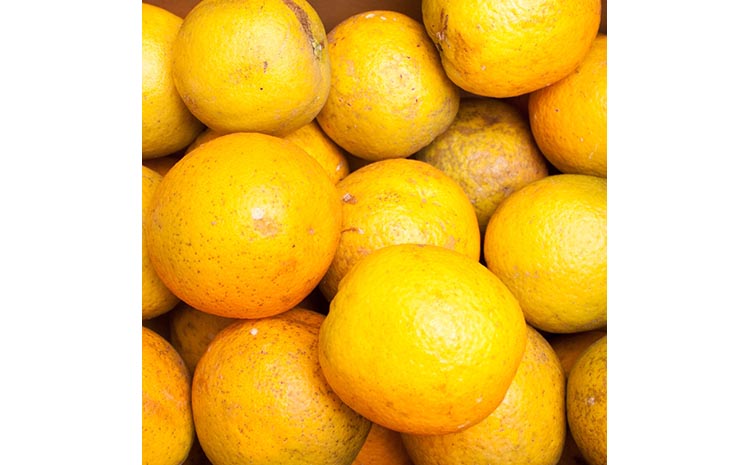 家庭用 バレンシアオレンジ5kg+250g（傷み補償分）