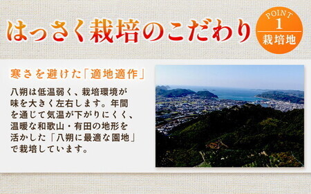 ＜1月より発送＞厳選 はっさく10kg+250g（傷み補償分） ｜ 八