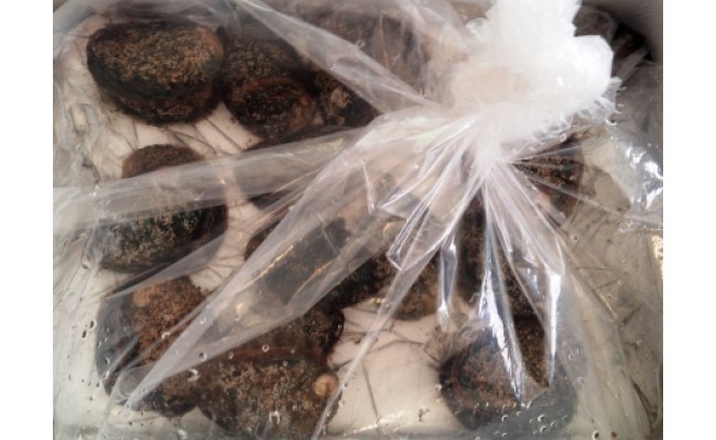 やわコリ食感紀州活アワビ【8個入】