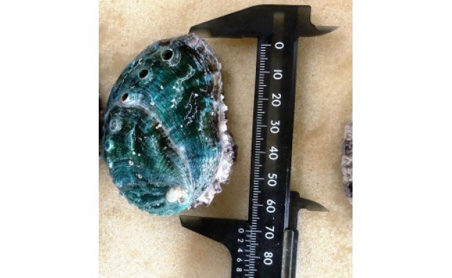 やわコリ食感紀州活アワビ【12個入】｜ 海産物 海鮮 魚介類